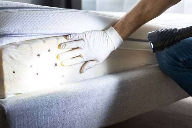 Best Pest Control Near Me  in Clearwater, FL