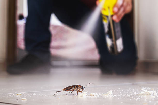 Best Termite Control Services  in Clearwater, FL